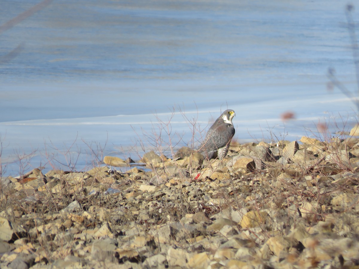 Эгэл шонхор - ML195584511