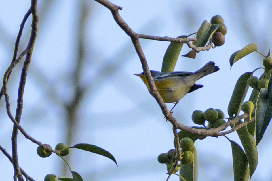 Tropical Parula - ML195586861