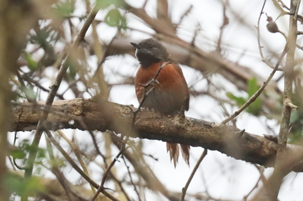 Rufous-breasted Spinetail - ML195587411