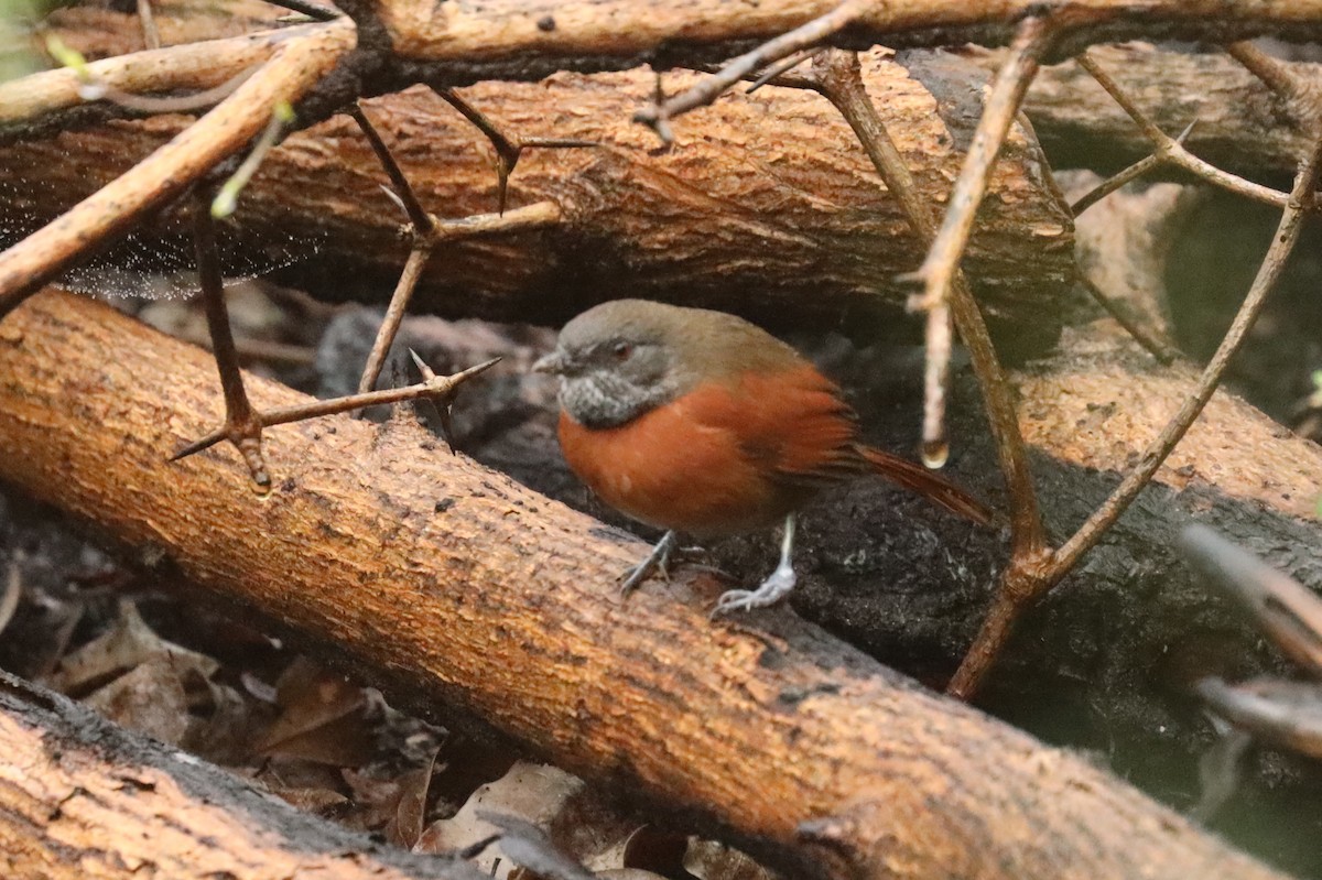 Rufous-breasted Spinetail - ML195587441
