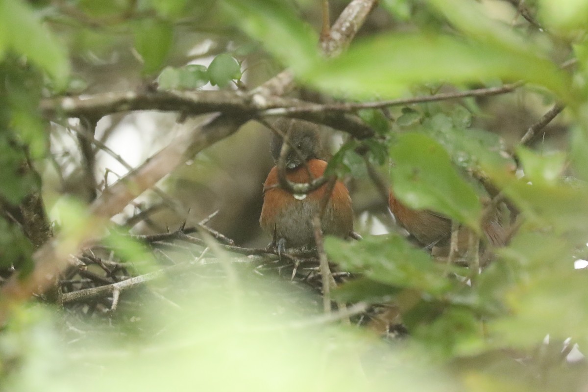 Rufous-breasted Spinetail - ML195587491