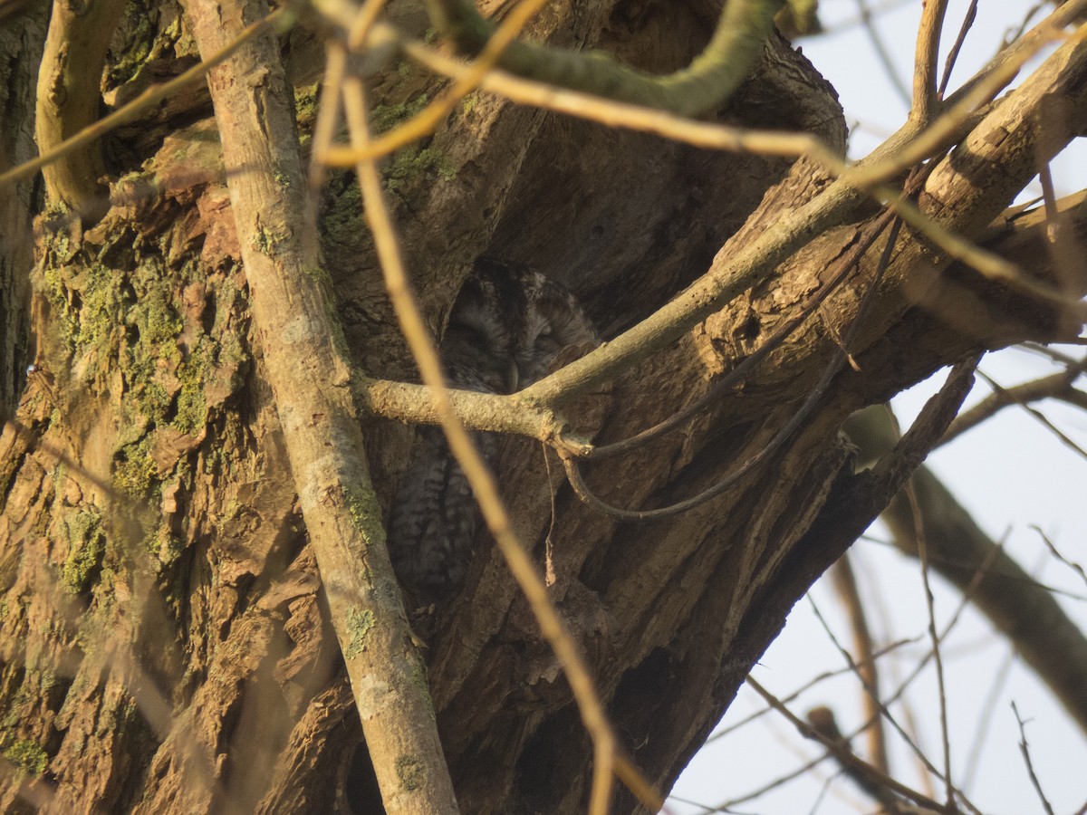 Tawny Owl - ML195588591