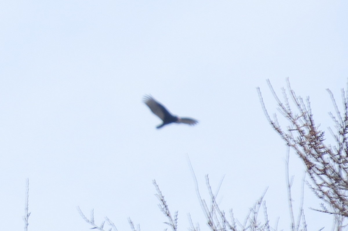 Turkey Vulture - ML195589011