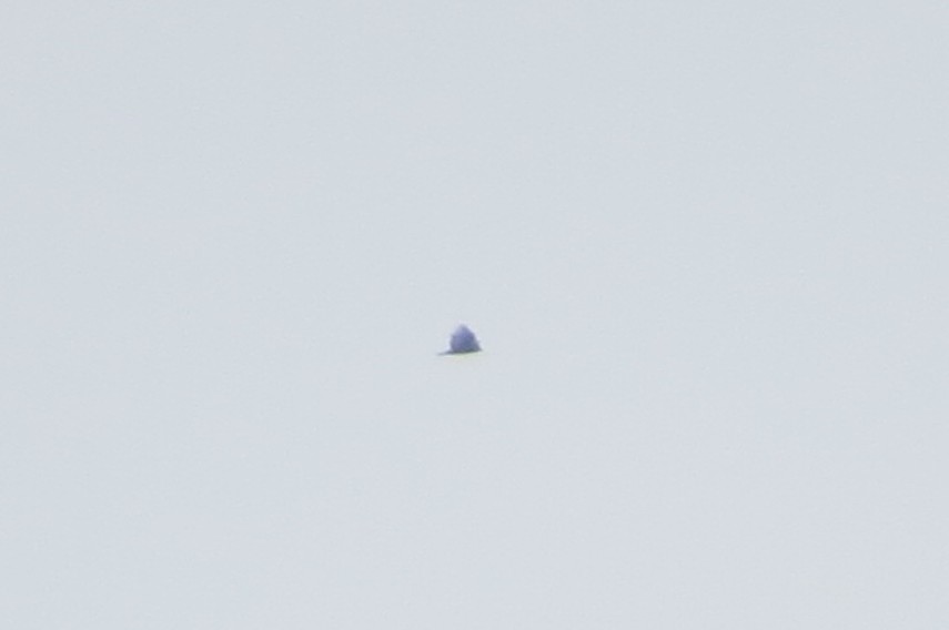 Turkey Vulture - ML195589021