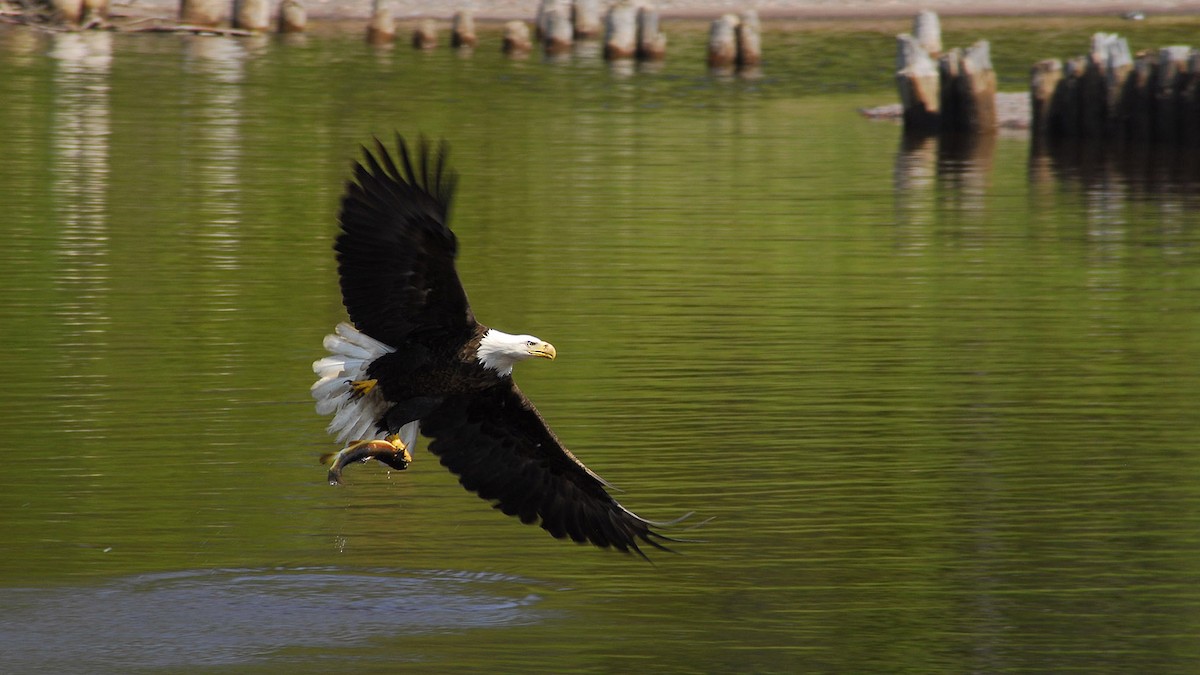Bald Eagle - Gary Leeper