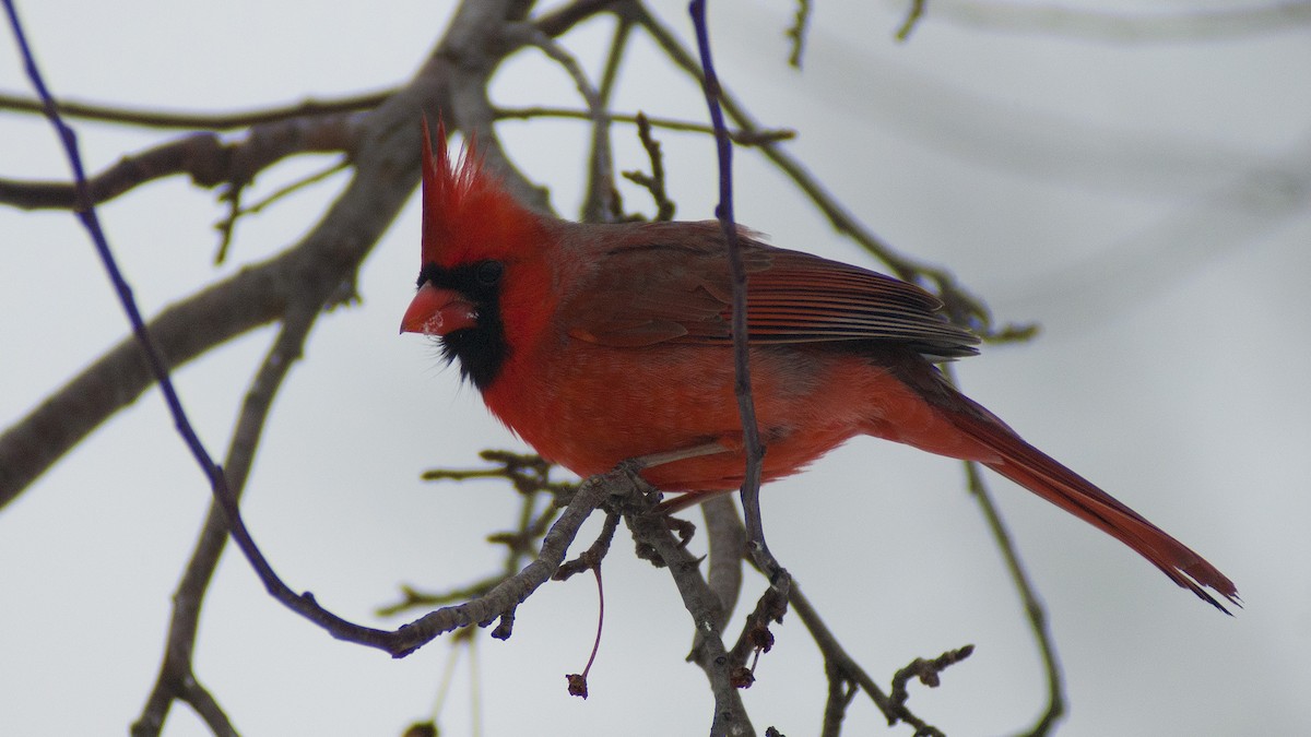 Northern Cardinal - Gary Leeper