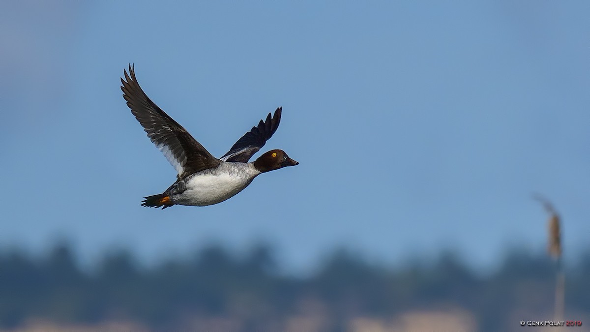 Common Goldeneye - ML195590501