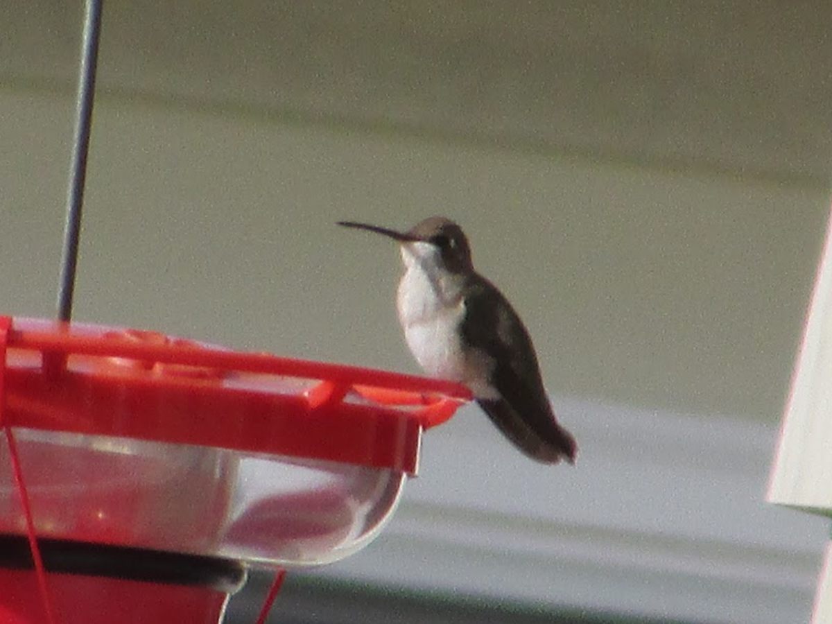 Black-chinned Hummingbird - ML195590951