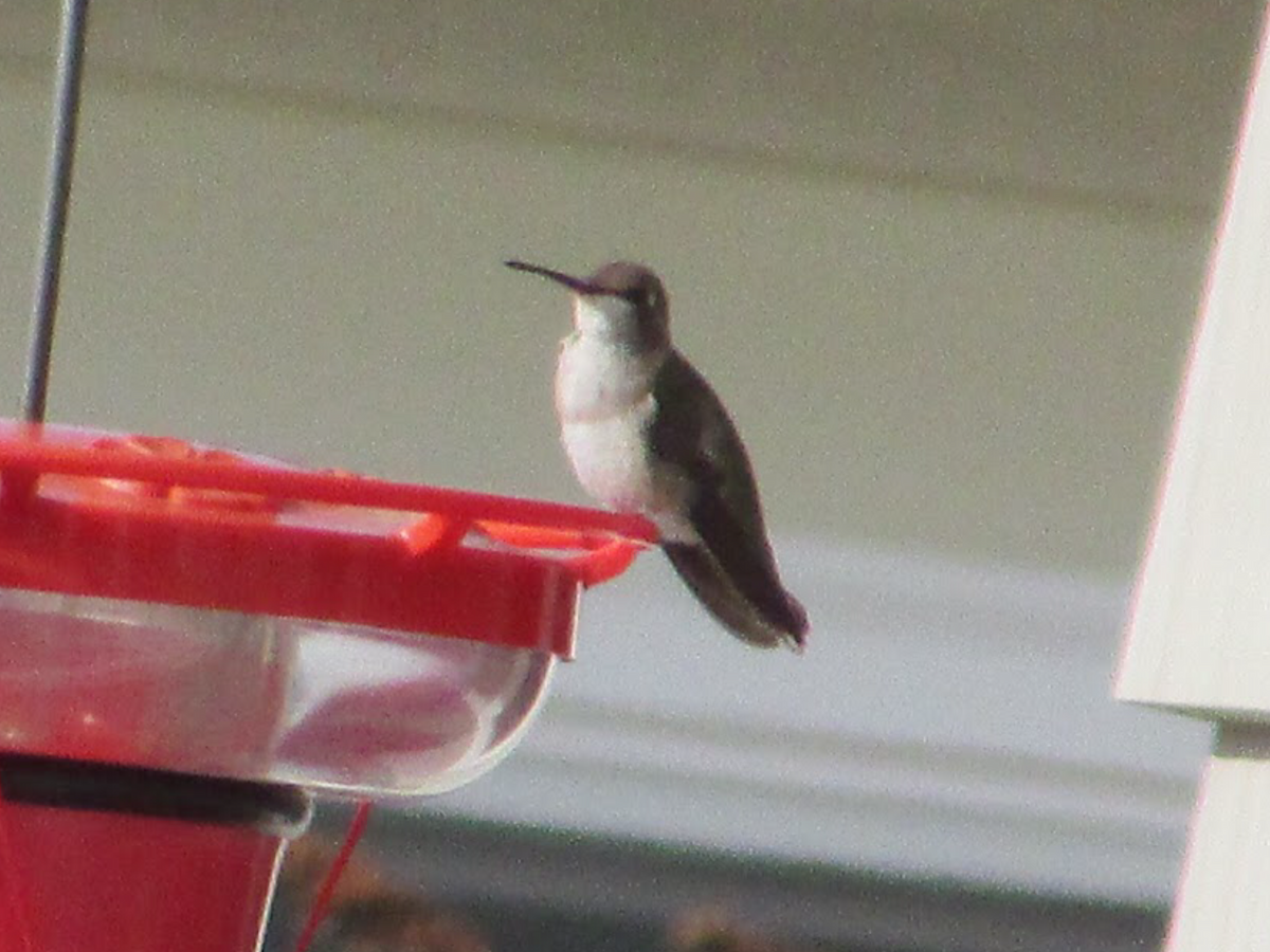 Black-chinned Hummingbird - ML195590961