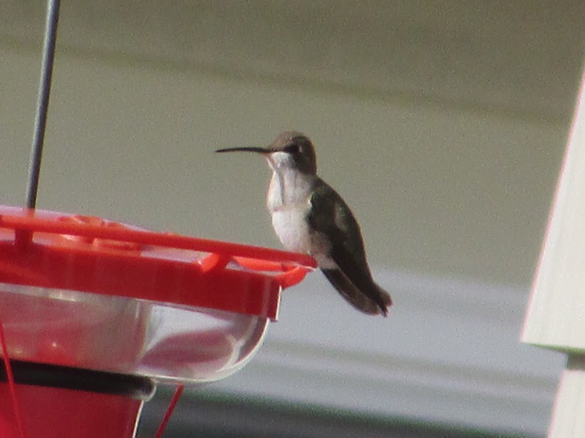 Black-chinned Hummingbird - ML195591021