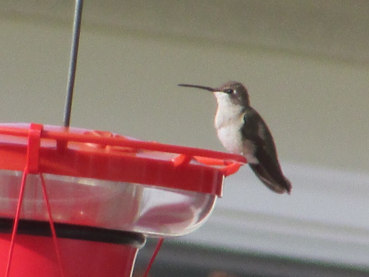 Black-chinned Hummingbird - ML195591041