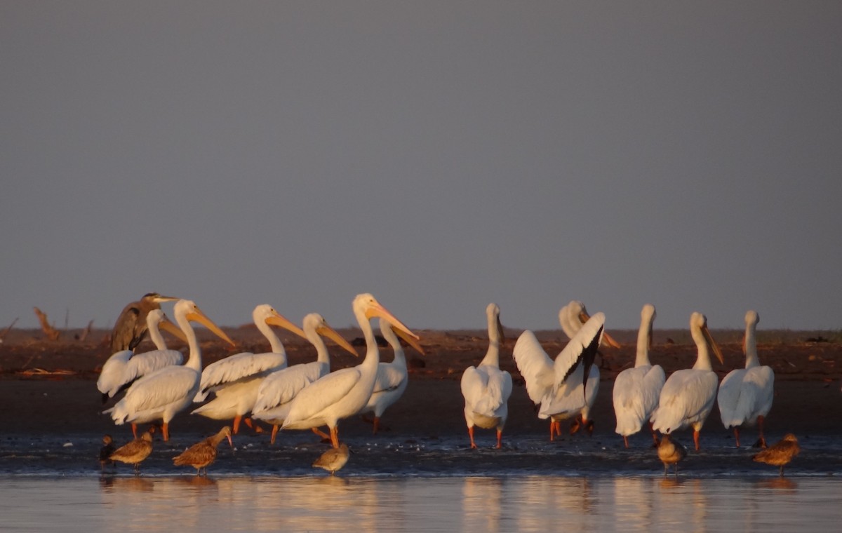 American White Pelican - Enrique Choussy Rusconi