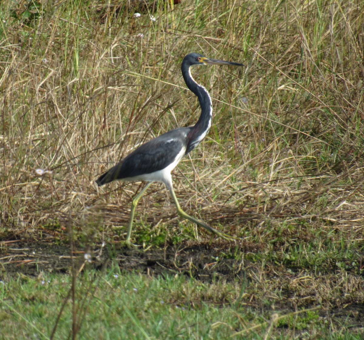 Tricolored Heron - Cody Coblentz