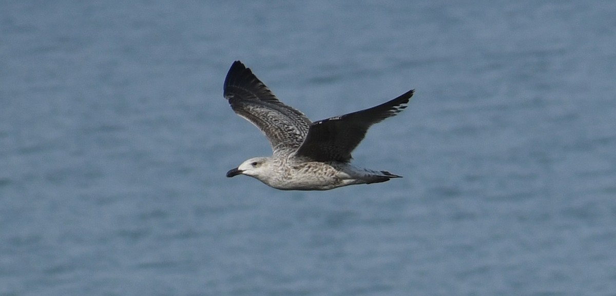 Great Black-backed Gull - Tom Frankel