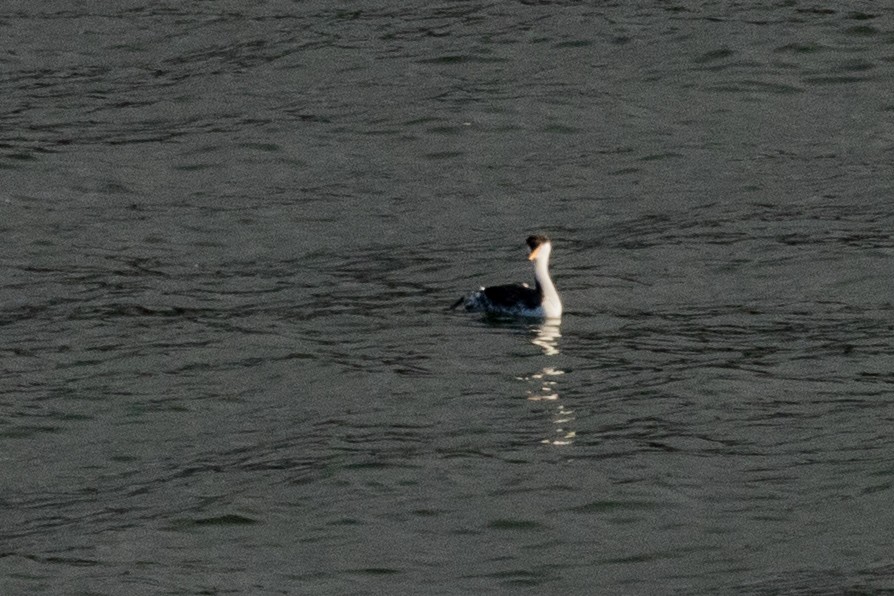 Clark's Grebe - ML195595911