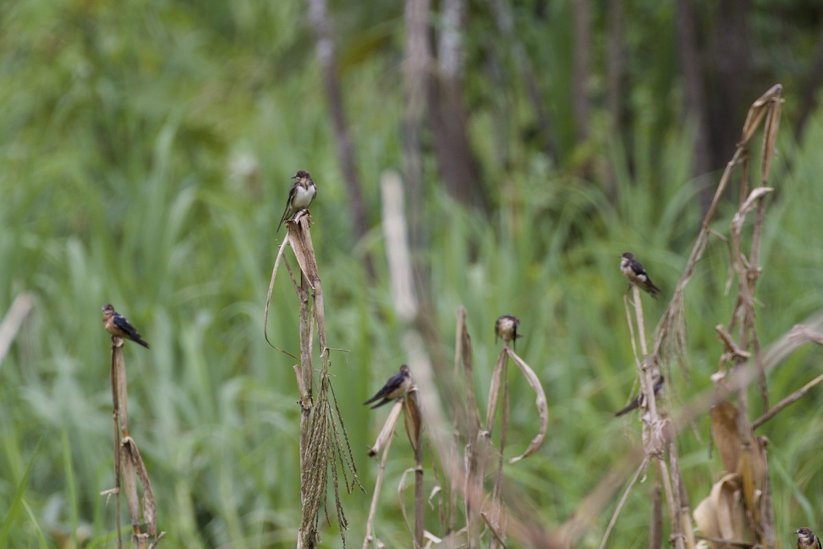 Barn Swallow - ML195596251