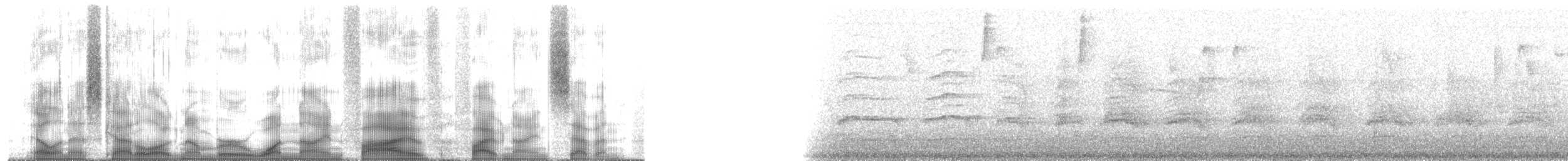 Percefleur à flancs blancs - ML195597