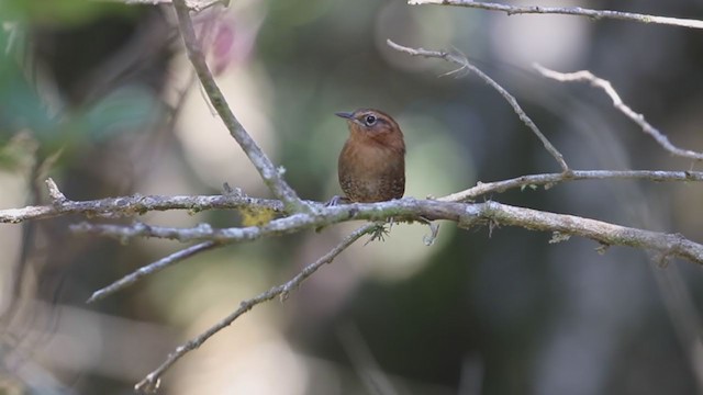 Rufous-browed Wren - ML195597811