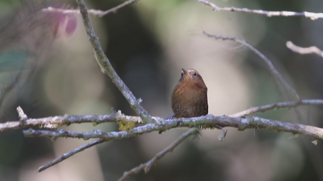 Rufous-browed Wren - ML195599301