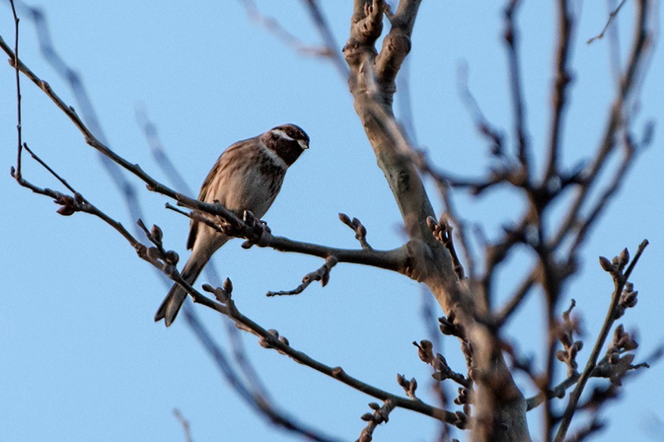 eBird Checklist - 26 Dec 2019 - Axios NP--Aliakmon Riverine Forest (ΕΠ ...