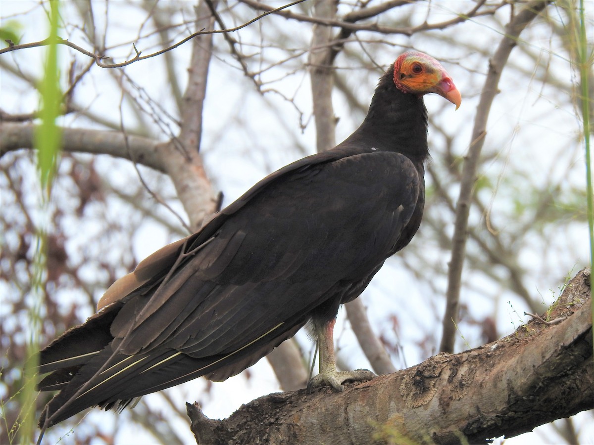 Lesser Yellow-headed Vulture - ML195602111
