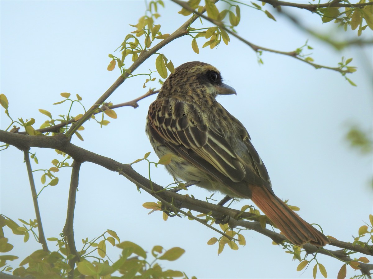 Streaked Flycatcher - ML195602821