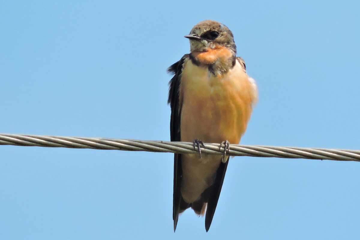 Barn Swallow - ML195603221