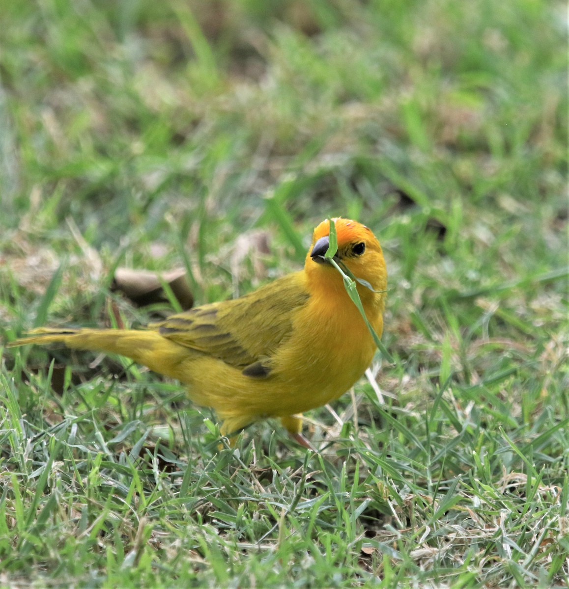 Saffron Finch - ML195604401