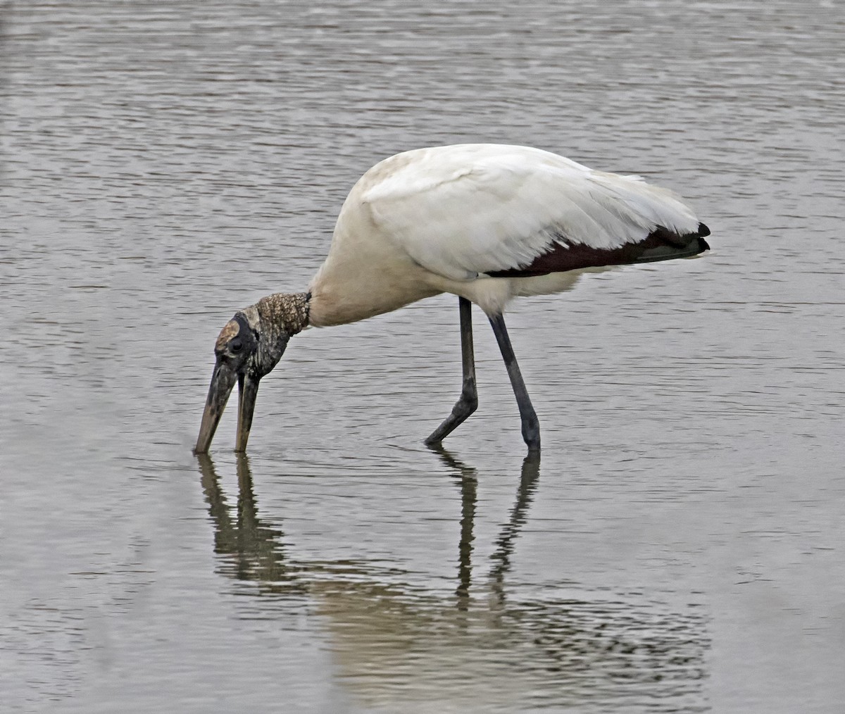 Wood Stork - ML195604951