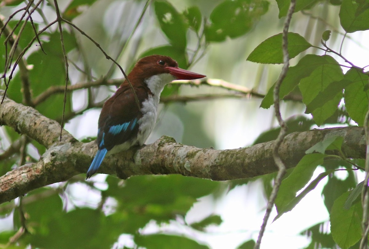 Chocolate-backed Kingfisher - Peter Alfrey