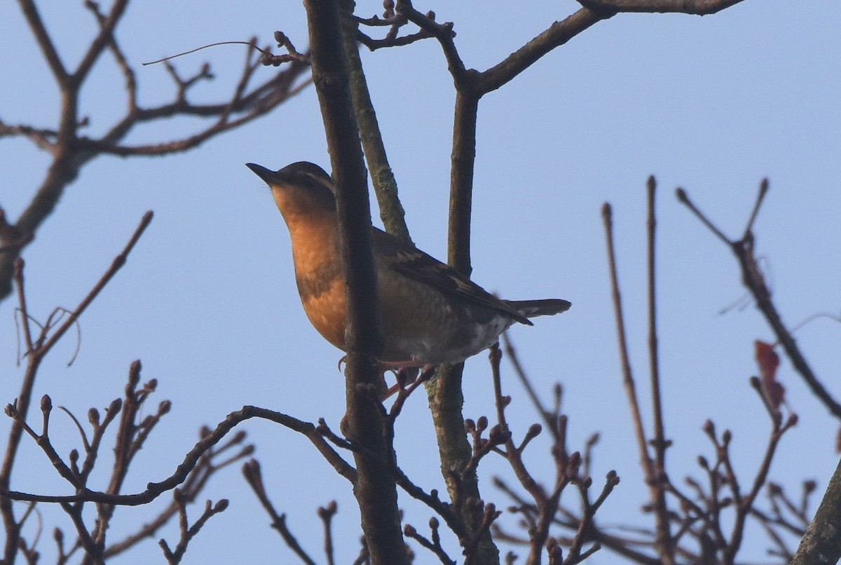 Varied Thrush - ML195610181