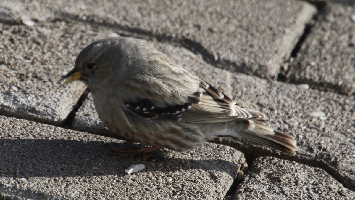 Alpine Accentor - ML195610961