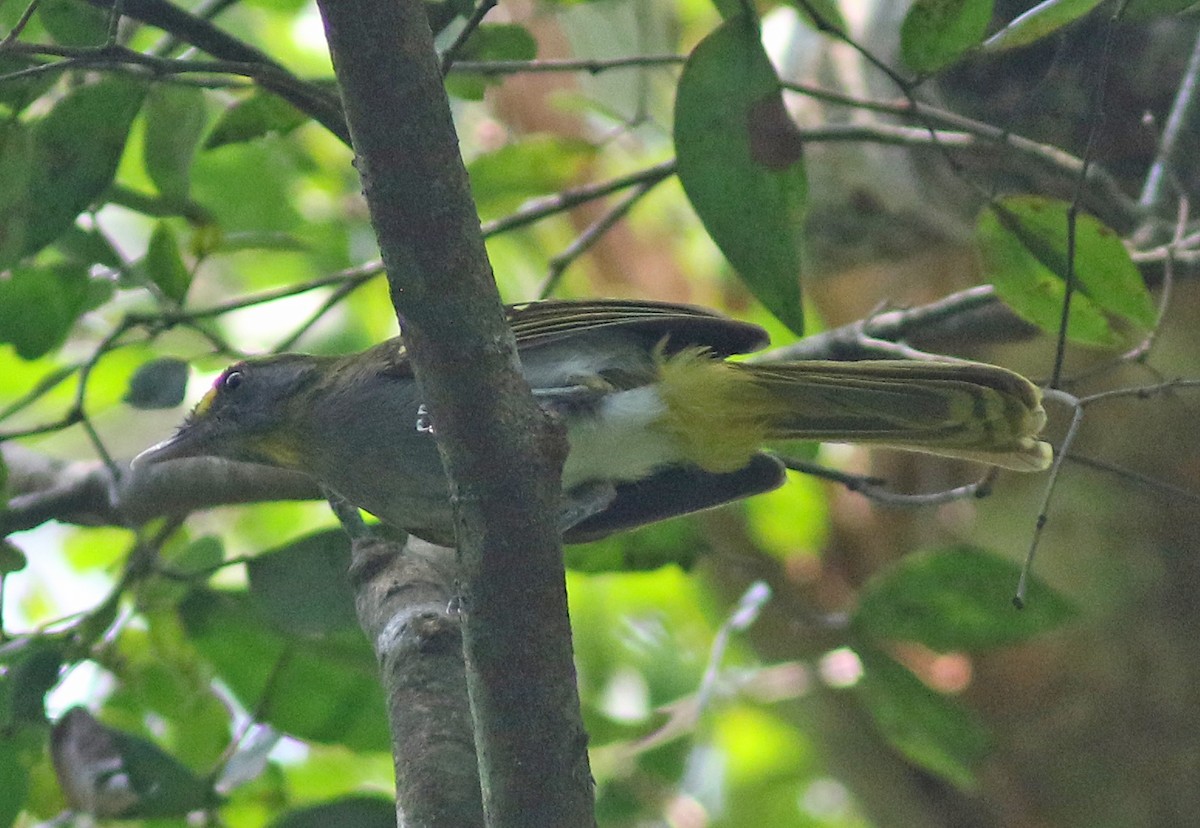 Yellow-throated Nicator - Peter Alfrey