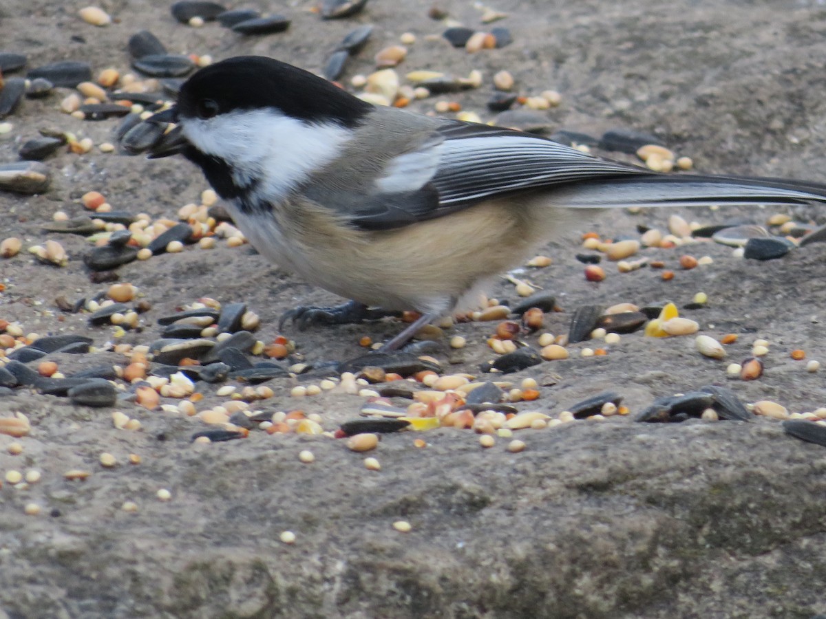 Black-capped Chickadee - ML195614431