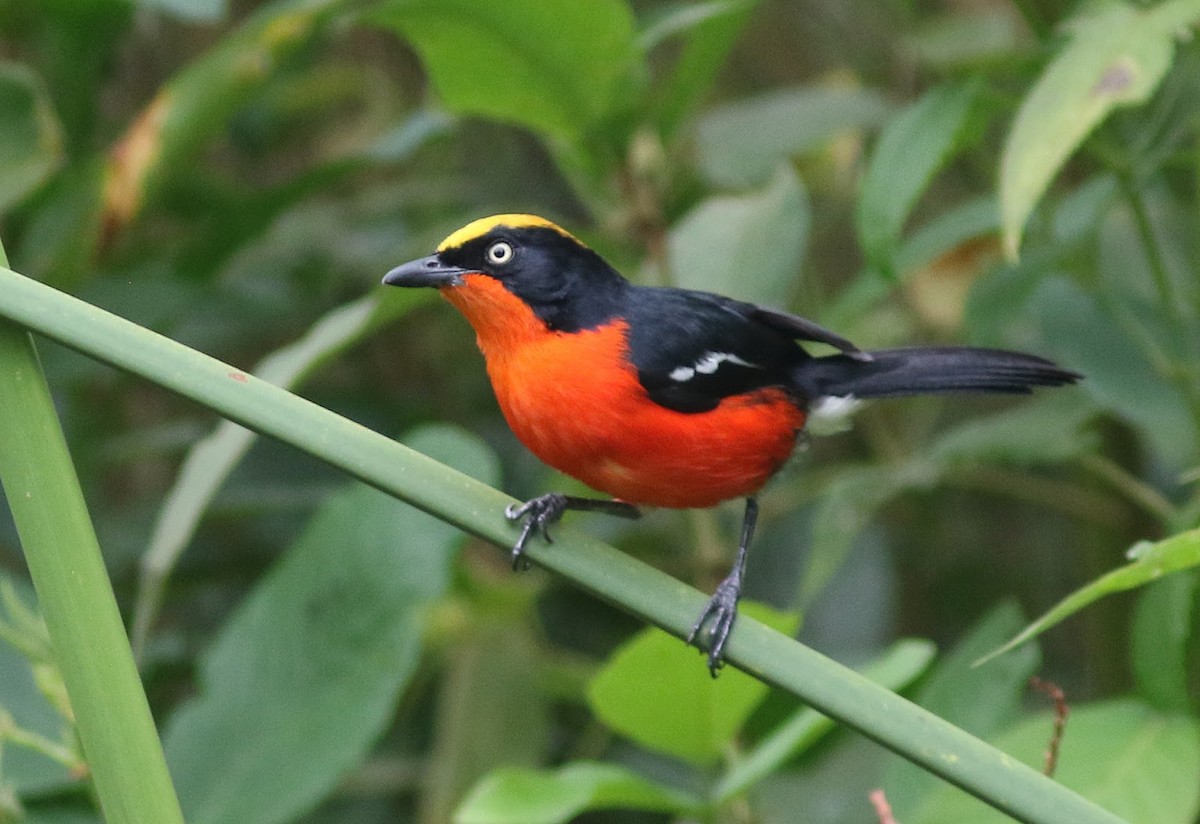 Papyrus Gonolek - Peter Alfrey