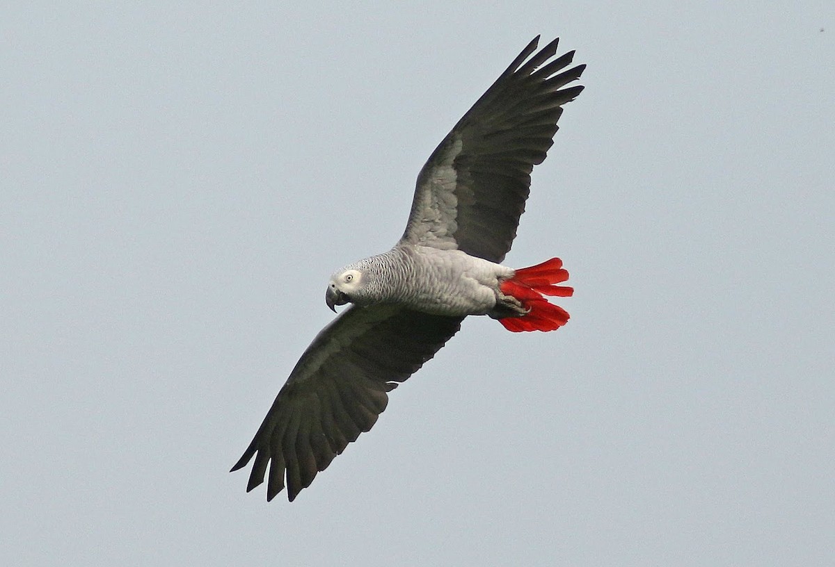 Gray Parrot - Peter Alfrey