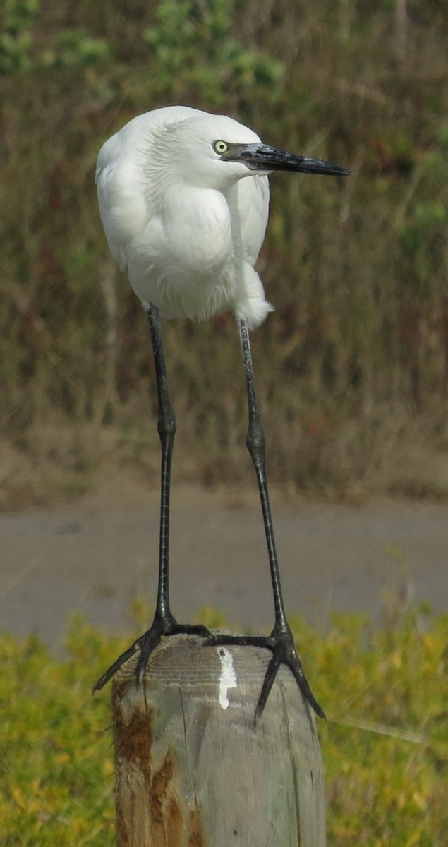 Reddish Egret - ML195615881