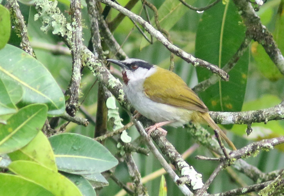 Gray-capped Warbler - ML195616041