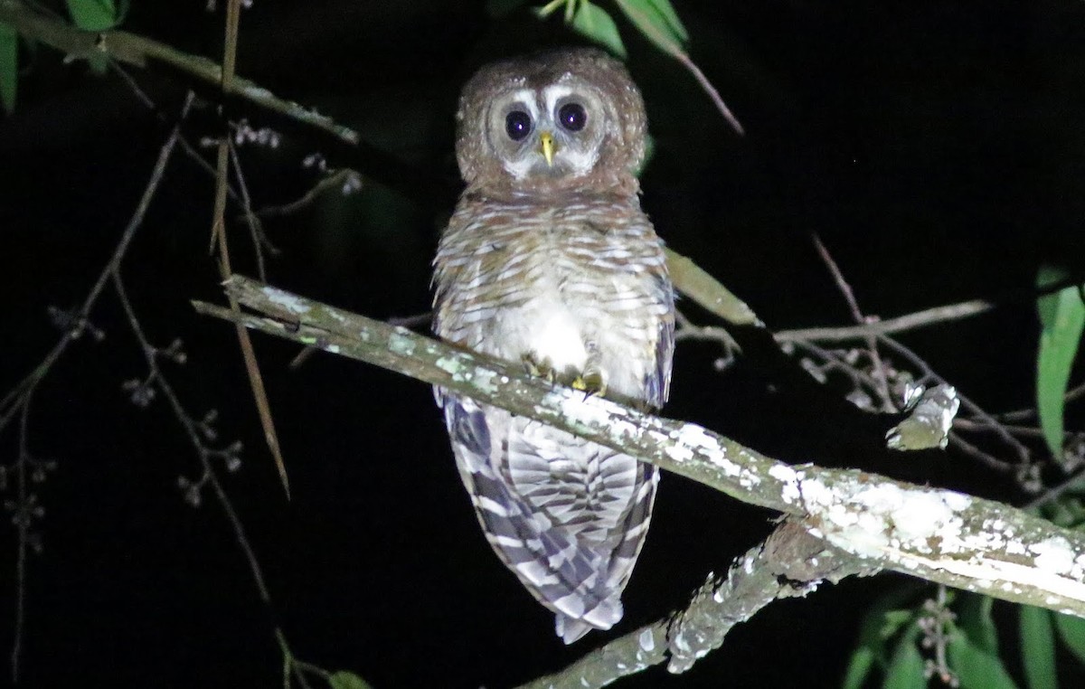 African Wood-Owl - ML195616561