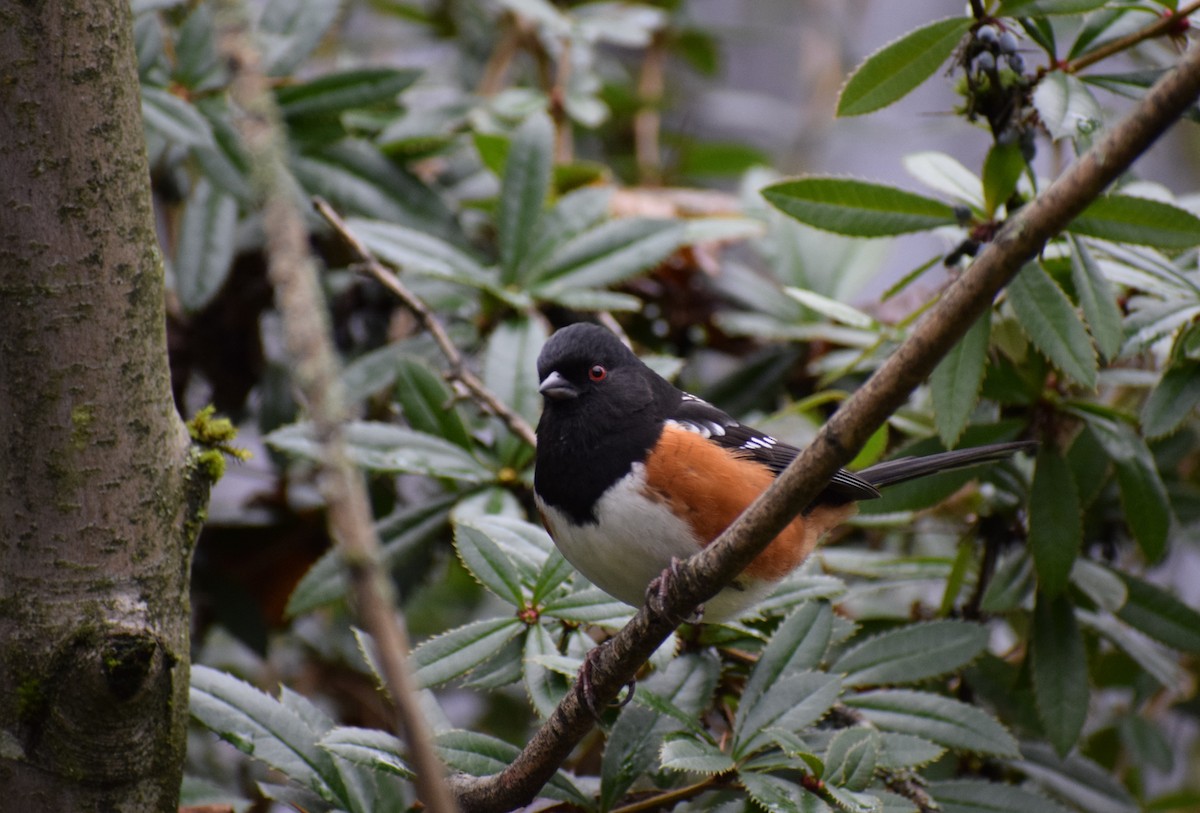 Spotted Towhee - ML195616621
