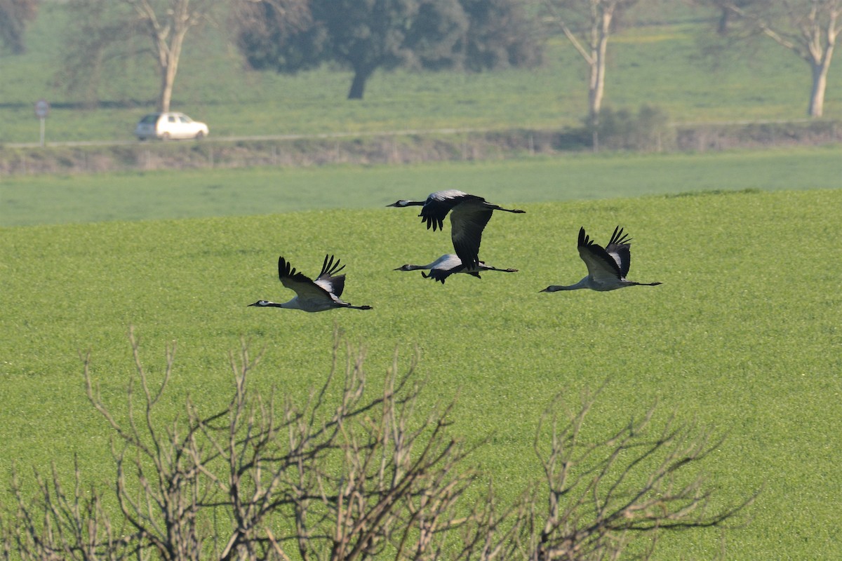 Common Crane - ML195616931