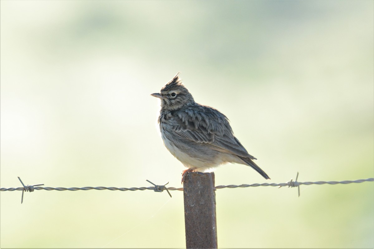 Thekla's Lark - Jorge  Safara