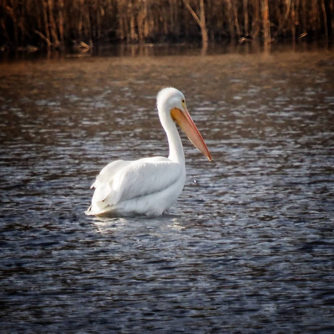 American White Pelican - ML195617431