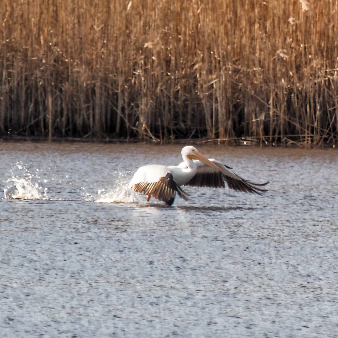 American White Pelican - ML195617511