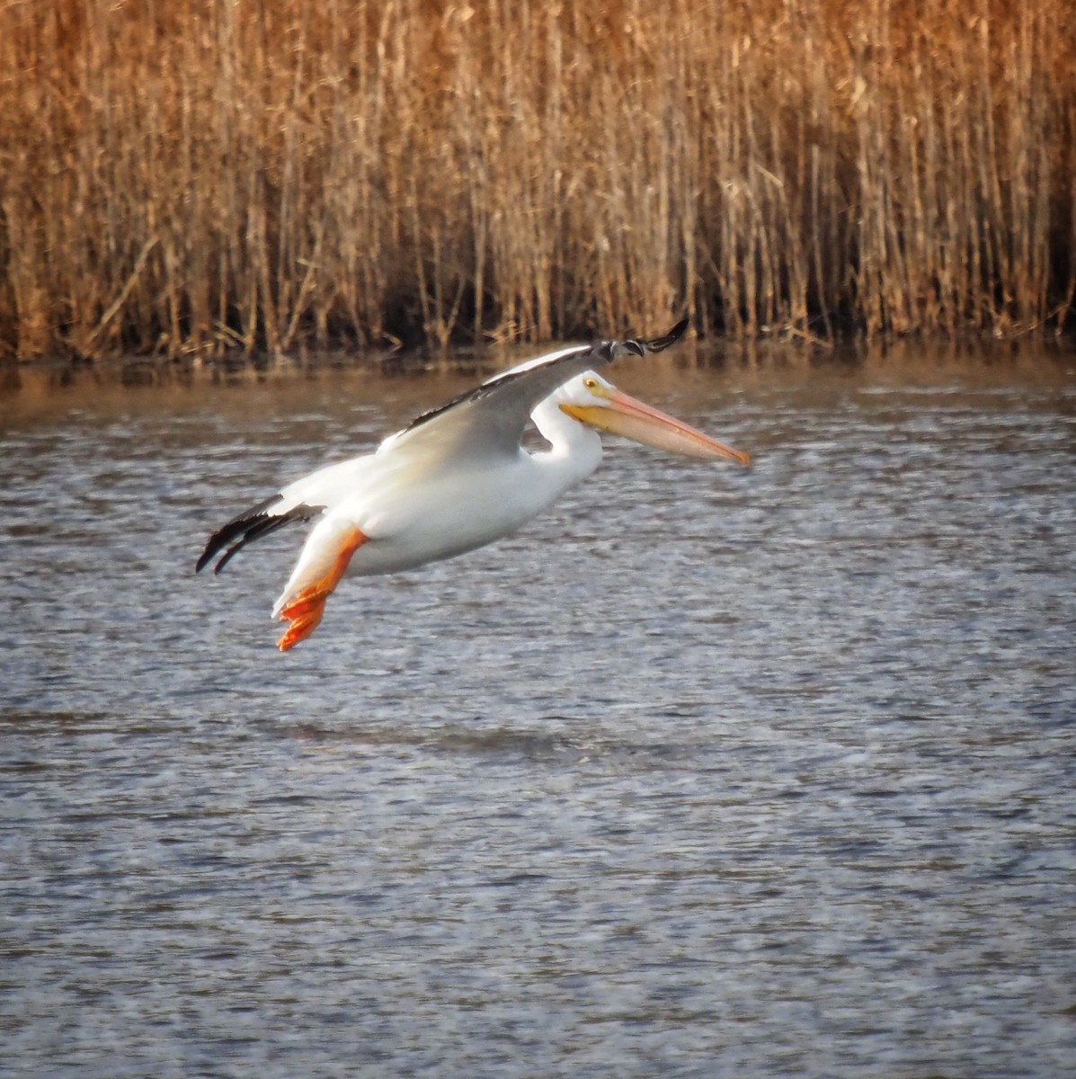 American White Pelican - ML195617581