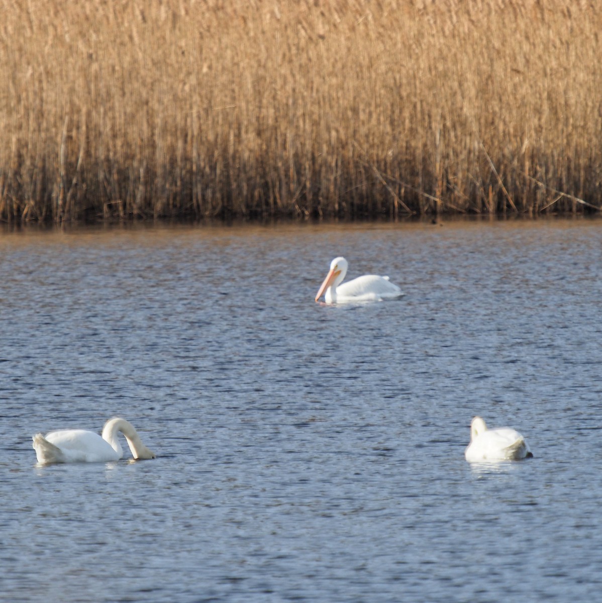 American White Pelican - ML195617911