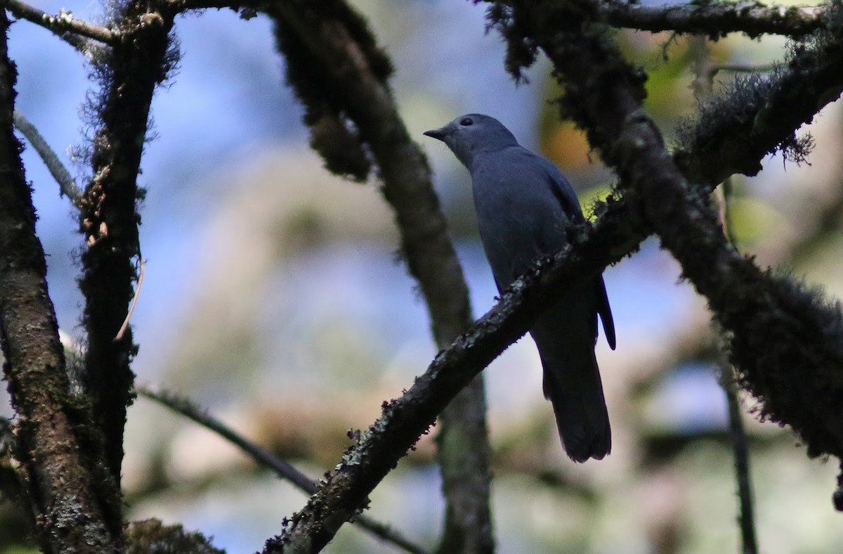 Gray Cuckooshrike - ML195619111