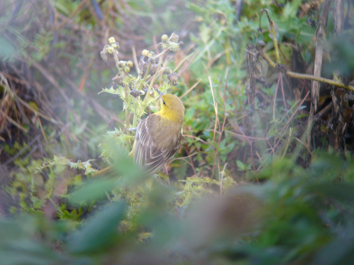 Orchard Oriole - ML195621321