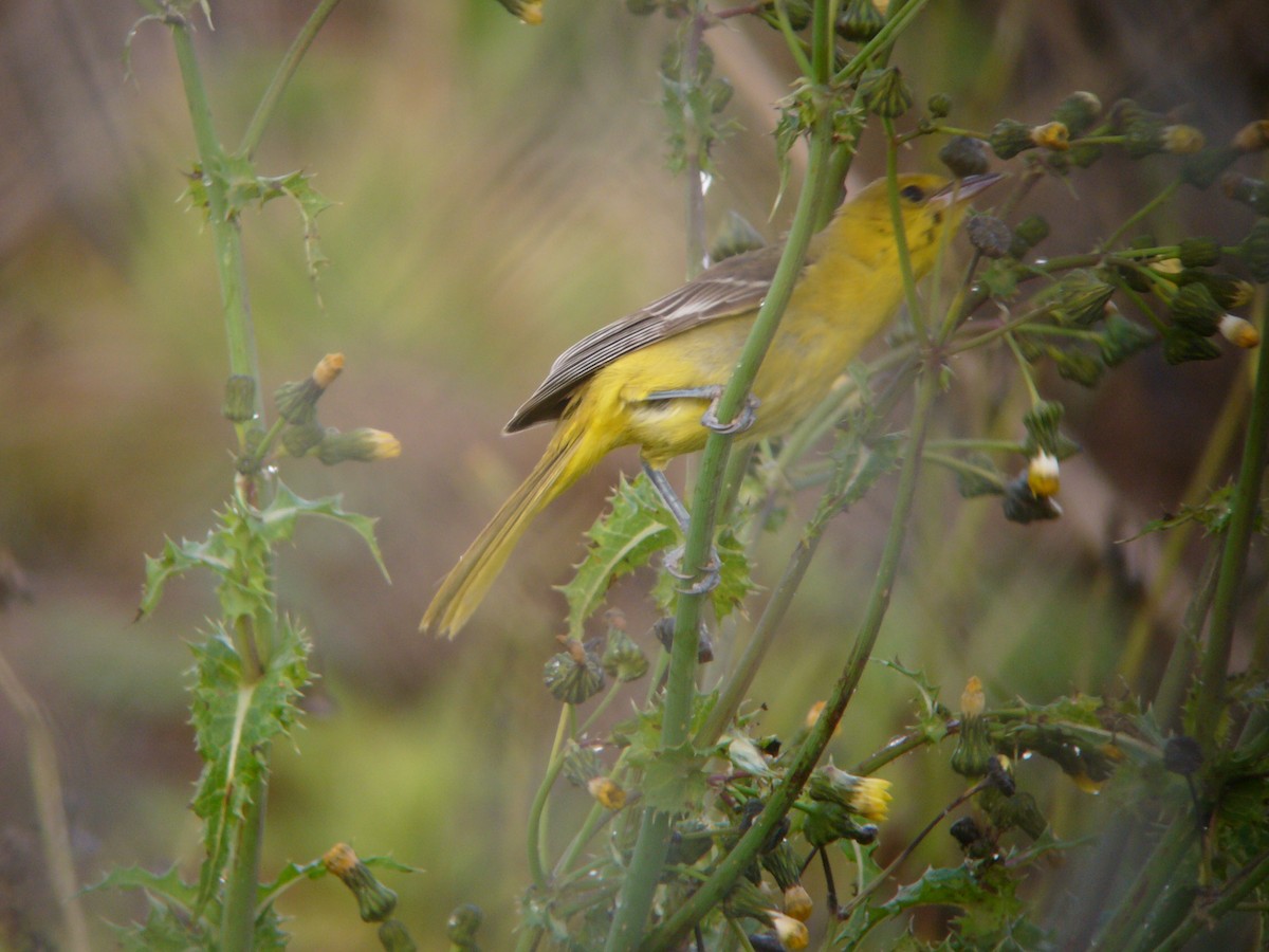 Orchard Oriole - ML195621331