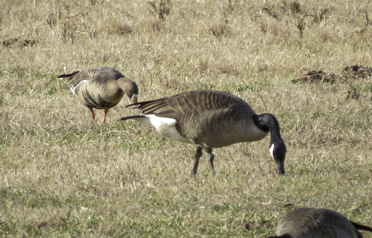 Greater White-fronted Goose - ML195622281